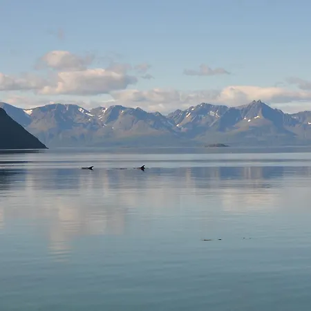 Arctic Fjordcamp * Burfjord