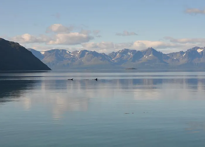 Arctic Fjordcamp * Burfjord